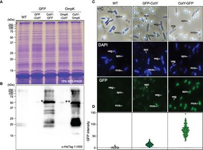 Oral vaccination of fish against <mark class="highlighted">vibriosis</mark> using spore-display technology